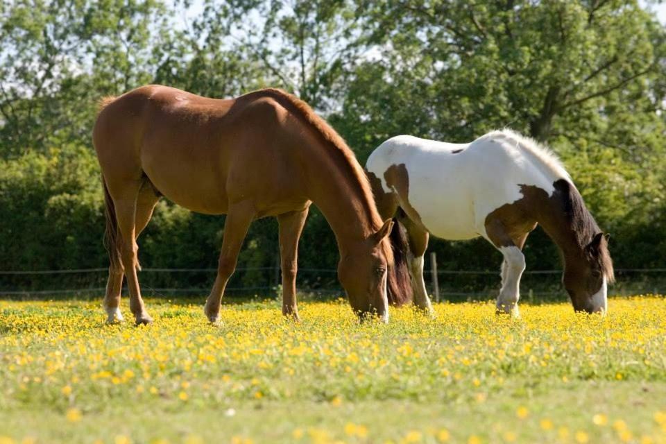 East Green Farm Cottages - The Granary Saxmundham Exteriér fotografie